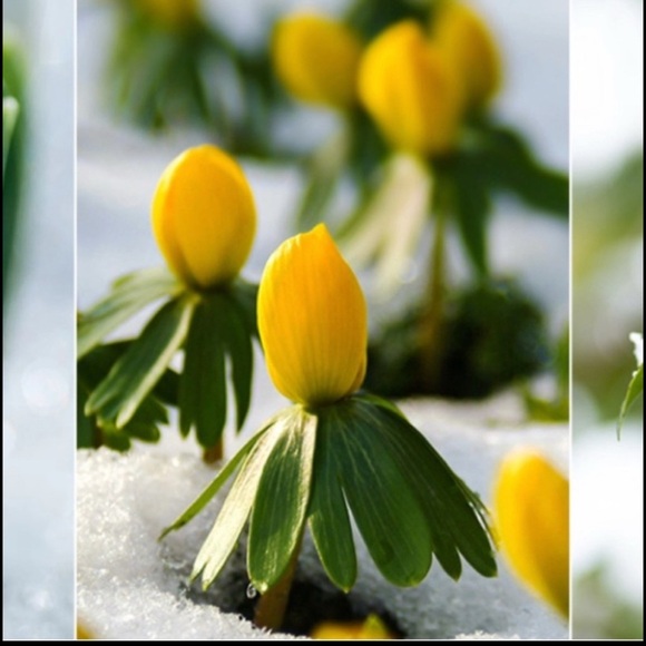 8.5M Lucky Brand | Block Heel | Tall Boots | Brown - Picture 8 of 8